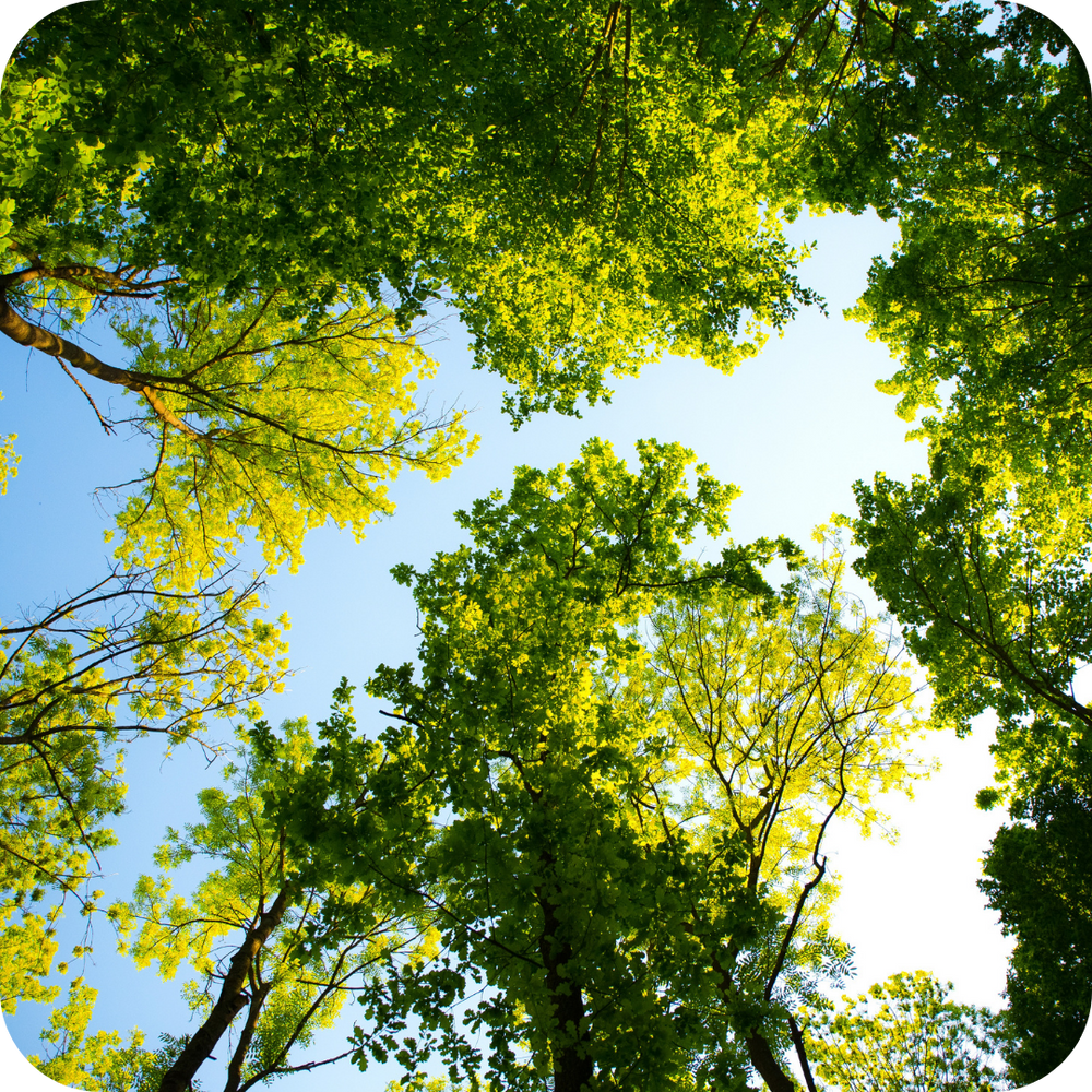 Forest Therapy - Craftiful Fragrance Oils - Supplies for Wax Melts, Candles, Room Sprays, Reed Diffusers, Bath Bombs, Soaps, Perfumes, Bath Salts and Body Sprays