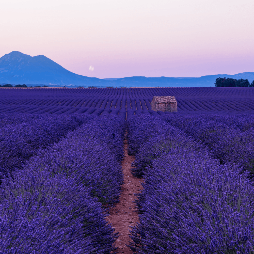 Lavender & Moonflower Fragrance Oil - Craftiful Fragrance Oils - Supplies for Wax Melts, Candles, Room Sprays, Reed Diffusers, Bath Bombs, Soaps, Perfumes, Bath Salts and Body Sprays