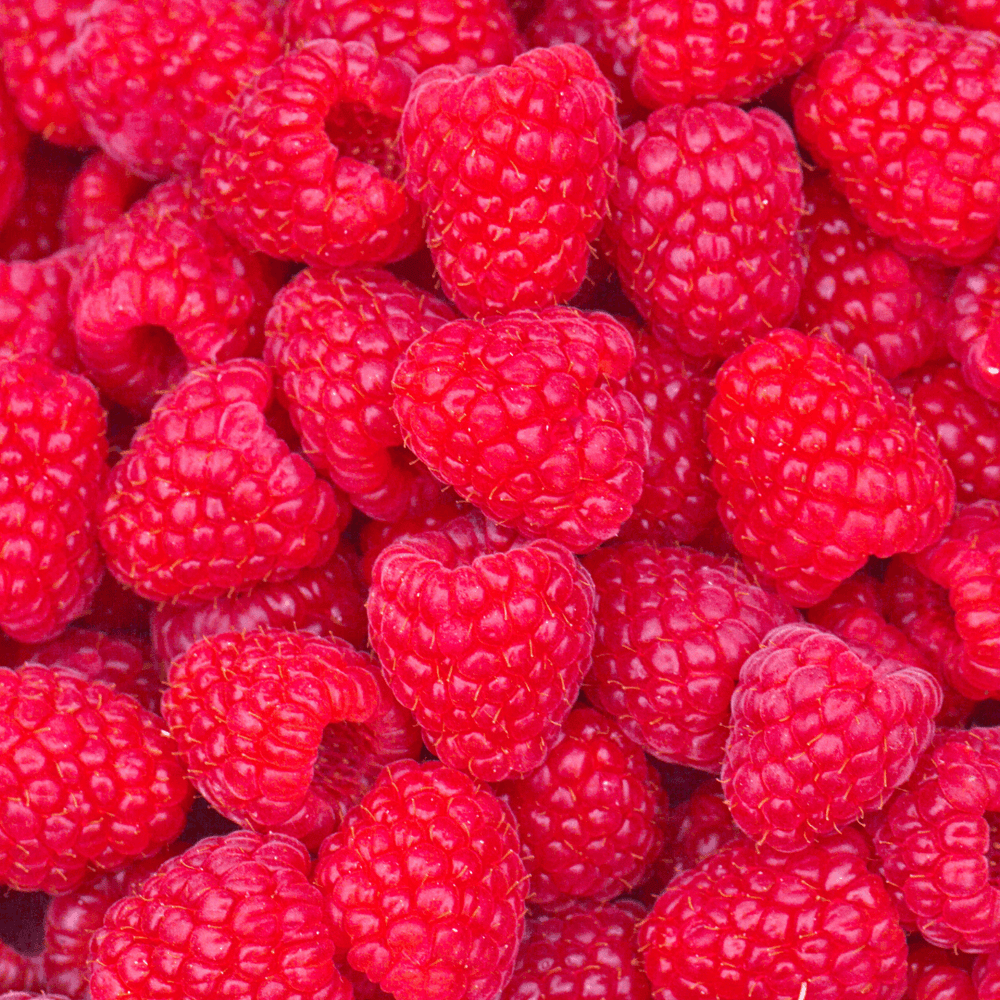 Raspberry Sugar Fragrance Oil - Craftiful Fragrance Oils - Supplies for Wax Melts, Candles, Room Sprays, Reed Diffusers, Bath Bombs, Soaps, Perfumes, Bath Salts and Body Sprays